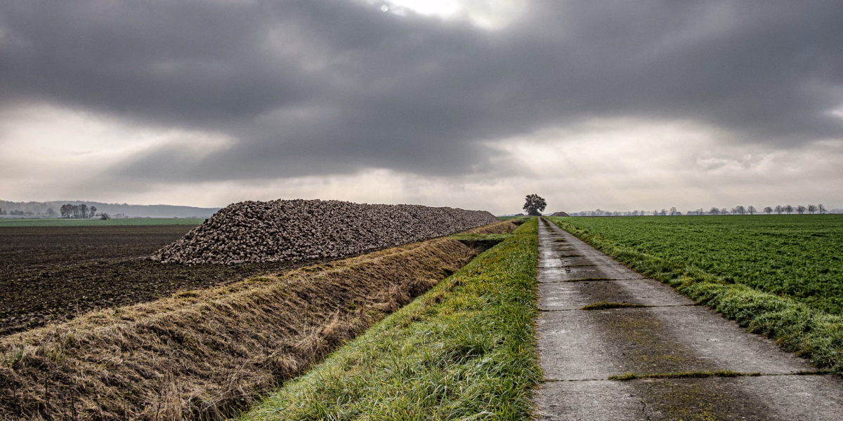 Calenberger Herbst mit Rübenberg, Feldweg bei Leveste