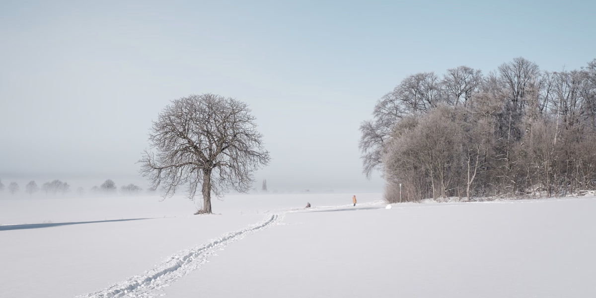 Kastanie von Everloh im Schnee