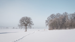 Kastanie von Everloh im Schnee