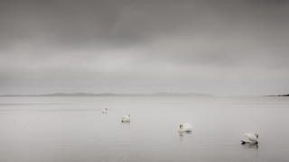 4 Schwäne