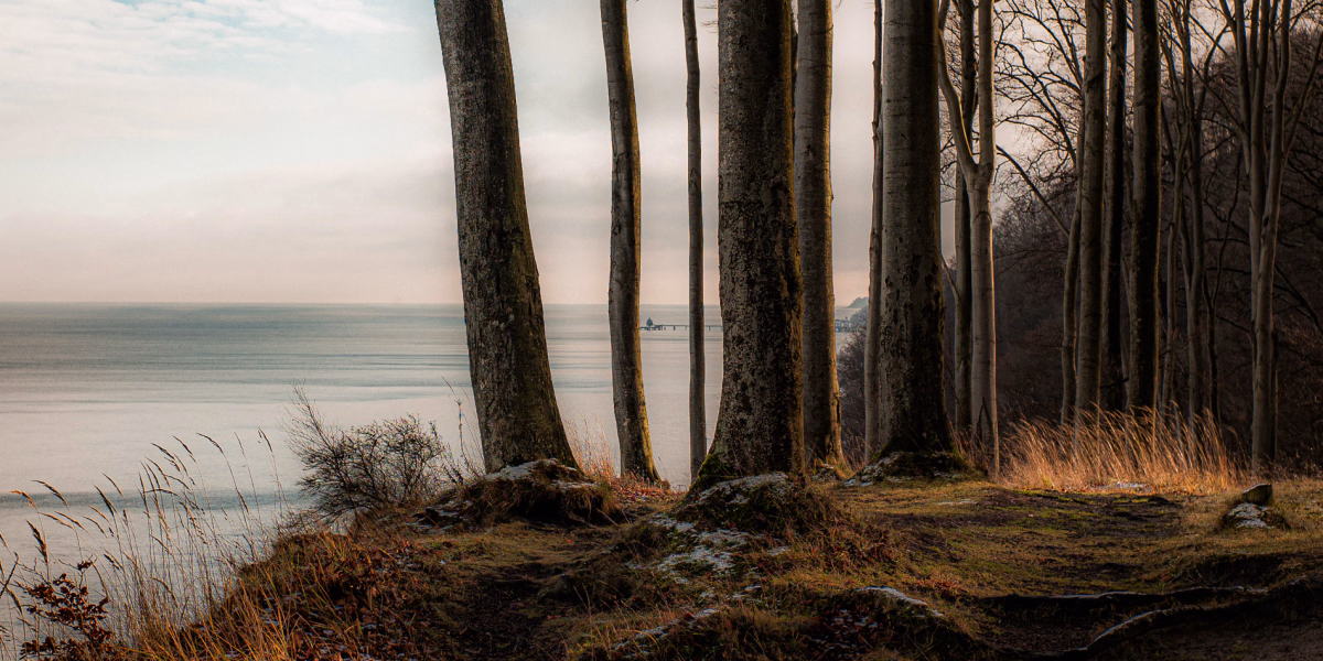Buchenwald an der Steilküste, Rügen, im Abendlicht