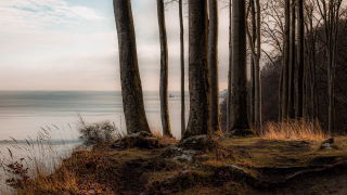 Buchenwald an der Steilküste, Rügen, im Abendlicht