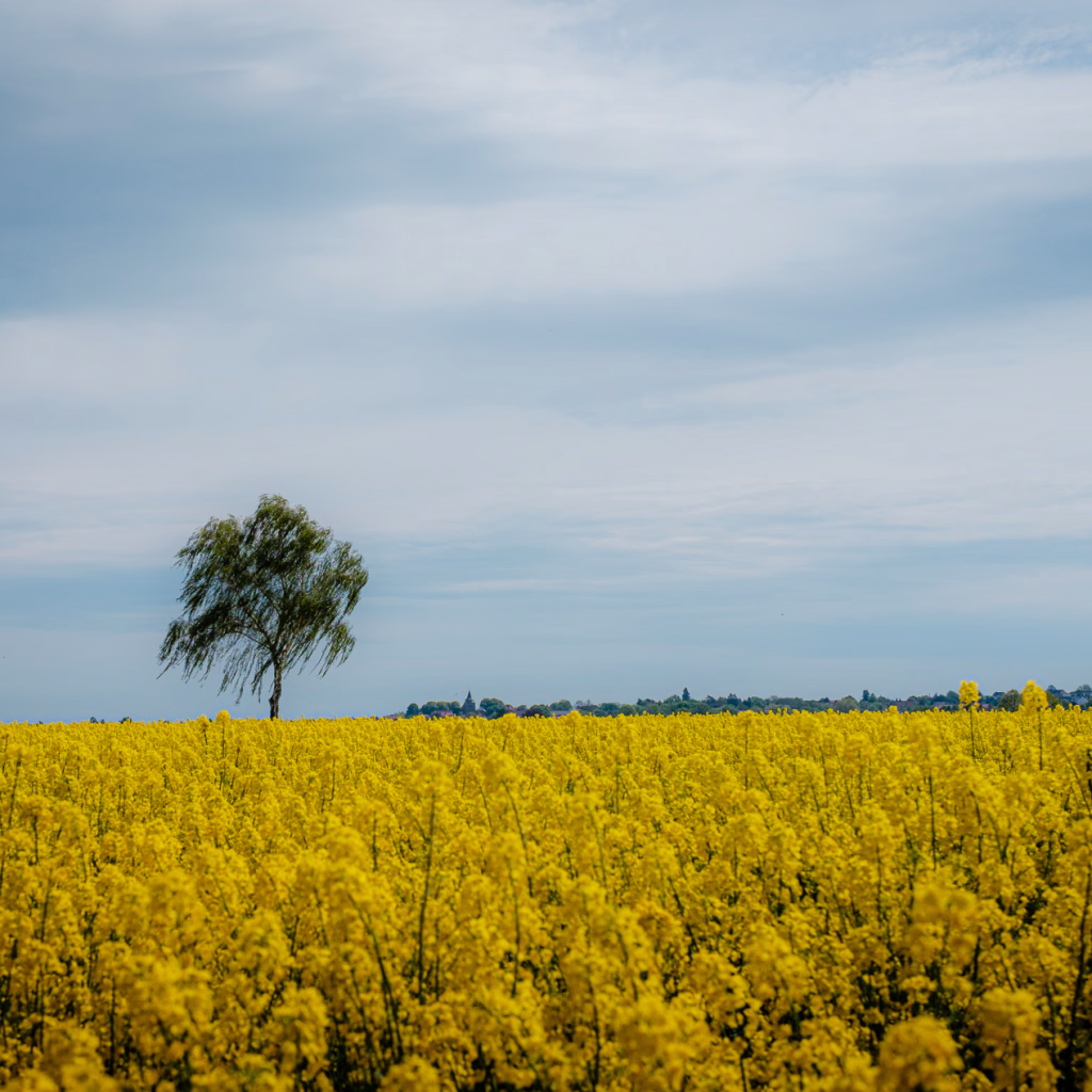 Rapsfeld im Vordergrund, eine Birke dahinter und im Hintergrund ganz klein die Häuser von Ronnenberg