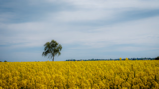 Rapsfeld im Vordergrund, eine Birke dahinter und im Hintergrund ganz klein die Häuser von Ronnenberg