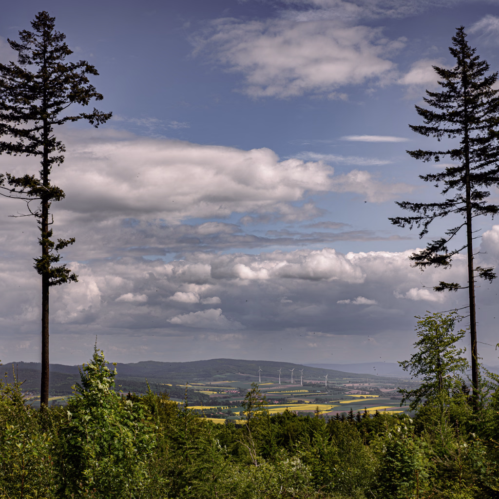 Junger Wald im Vordergrund. Zwei grosse Tannen, Reste vom alten Wald am Bildrand. Dazwischen der Blick in das Tal mit Rapsfeldern und weit hinten, der Osterwald.