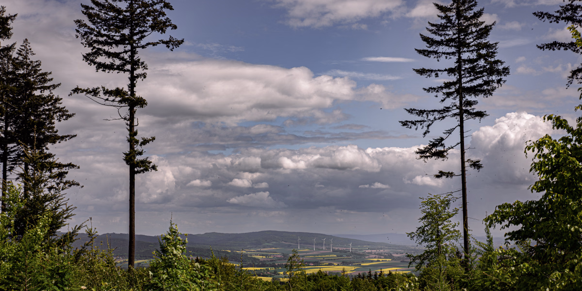 Junger Wald im Vordergrund. Zwei grosse Tannen, Reste vom alten Wald am Bildrand. Dazwischen der Blick in das Tal mit Rapsfeldern und weit hinten, der Osterwald.