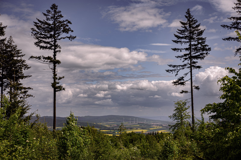 Junger Wald im Vordergrund. Zwei grosse Tannen, Reste vom alten Wald am Bildrand. Dazwischen der Blick in das Tal mit Rapsfeldern und weit hinten, der Osterwald.