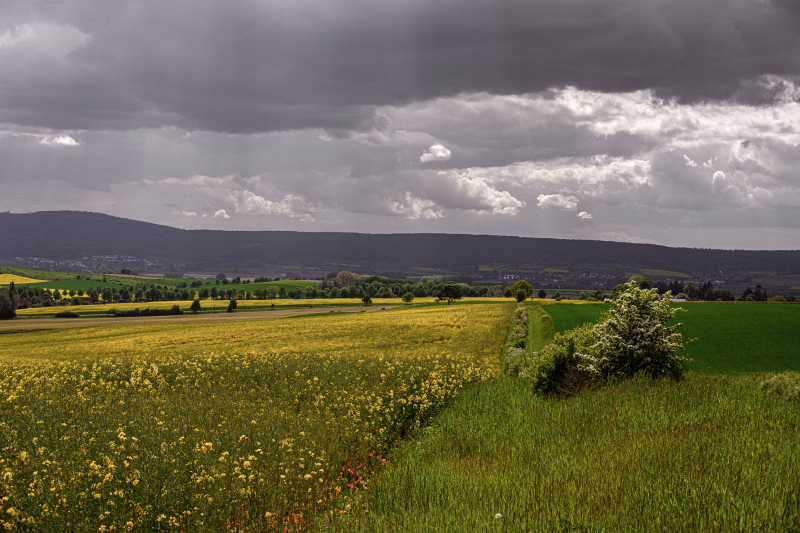 Ein Rapsfeld links, ein Feldweg und Getreidefeld bis zum Horizont. Dahinter erhebt sich der Süntel als dunkle Silouette.