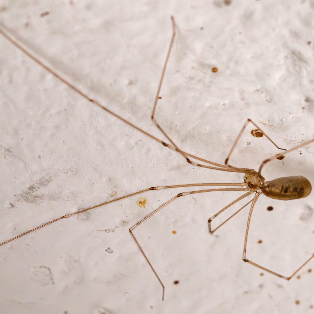 Zitterspinne mit acht wohl sortierten Beinen