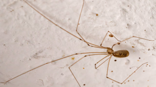 Zitterspinne mit acht wohl sortierten Beinen