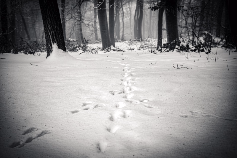 Spuren von drei Hasen die aufeinandertreffen, von links, rechts und gerade, und dann gemeinsam weiter verlaufen.