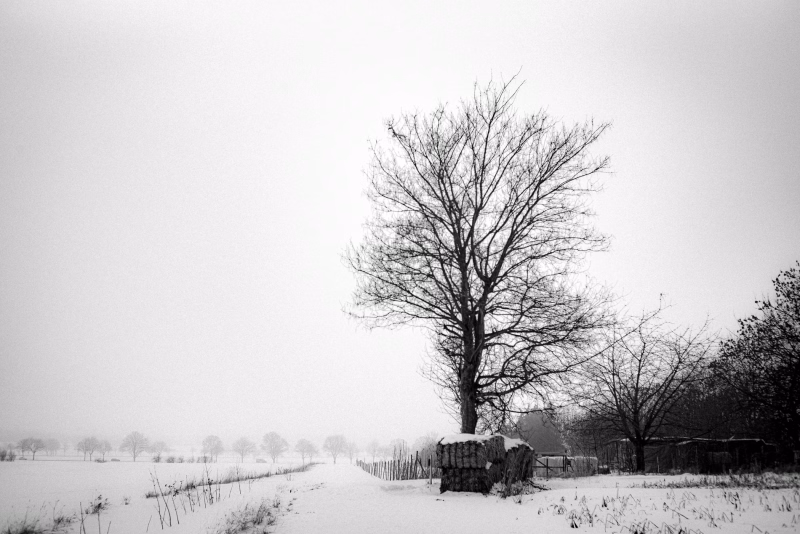 Verschneite Landschaft. Feldweg Am Hapkenberge mit Baum.