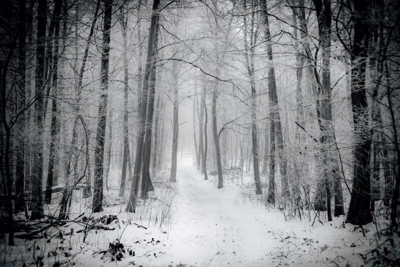 Waldweg im Winterwald der bergauf führt und im Nebel verschwindet.