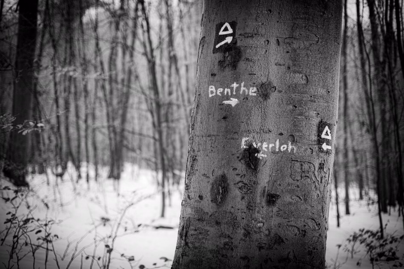 Buche mit dem Wanderwegzeichen Dreieck auf schwarzem Grund, Richtungspfeilen und Richtungspfeile für die Orte Benthe und Everloh. Im Hintergrund der Wald mit Schnee, der den Boden bedeckt.