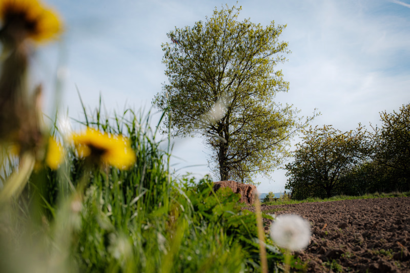 Am Hapkenberge, Im Hintergrund einAhorn mit jungen Blättern, unscharfe Löwnzahnblüten im Vordergrund, Frühling