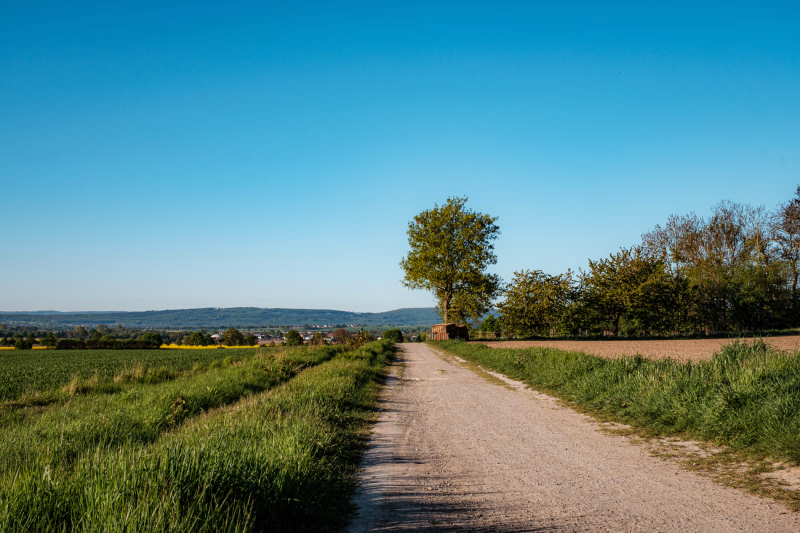 1.Mai 26, 8:00, Feldweg Am Hapkenberge, Ahorn, blauer Himmel und der Deister im Hintergrund