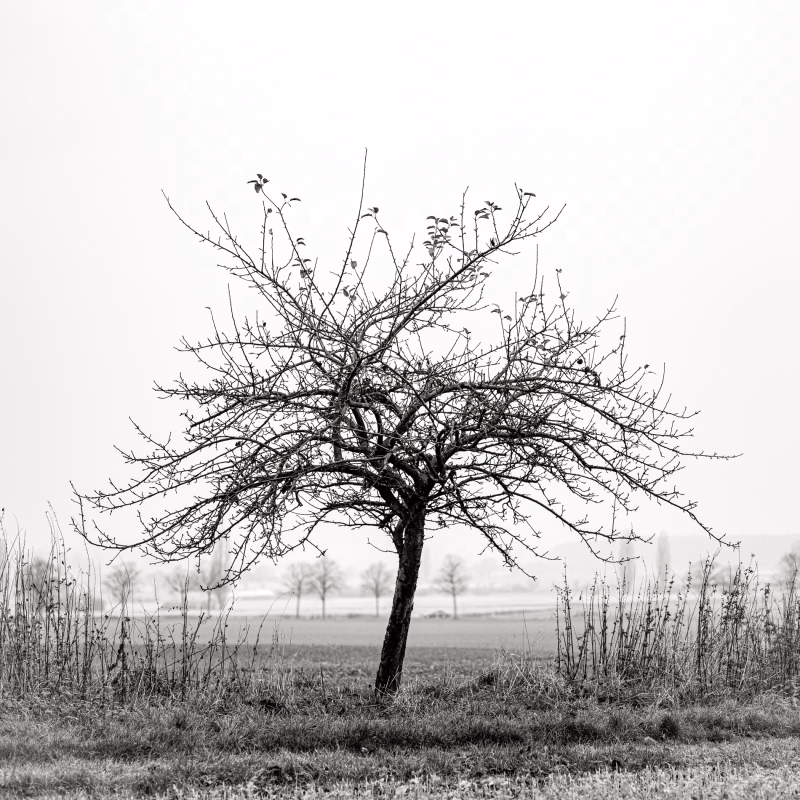 Apfelbaum am Feldrand im Winter, Northen